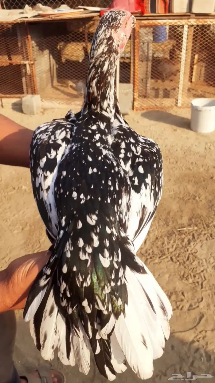 للبيع دجاج سندي فواخر من نسل العم غبشان 7