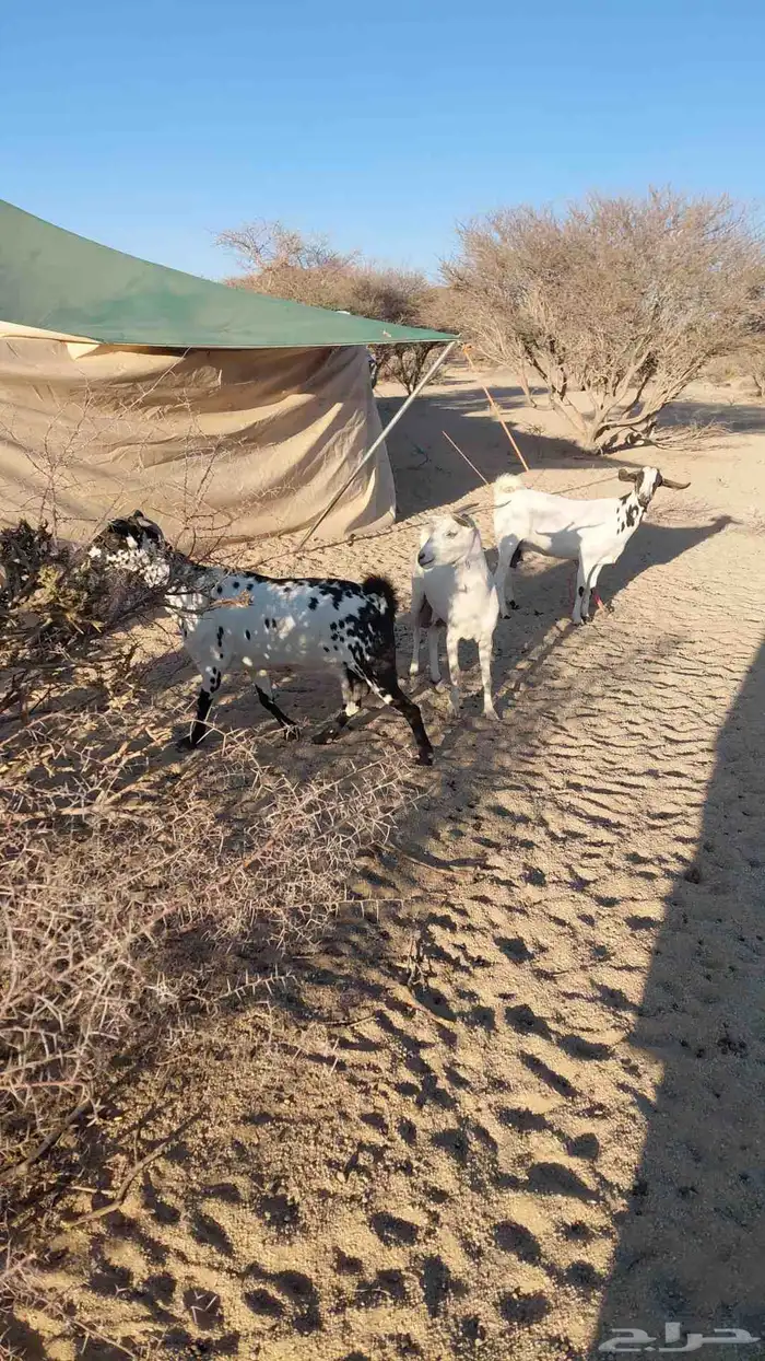 مراح معزا للبيع 0