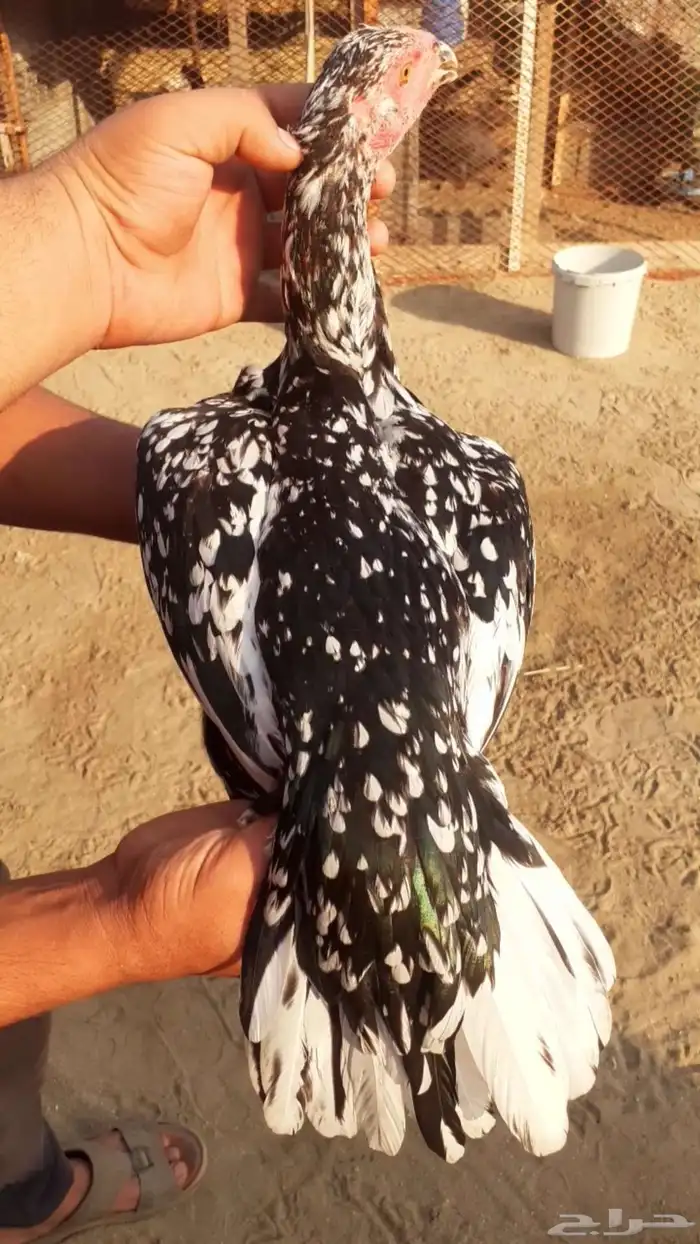 للبيع دجاج سندي فواخر من نسل العم غبشان 1