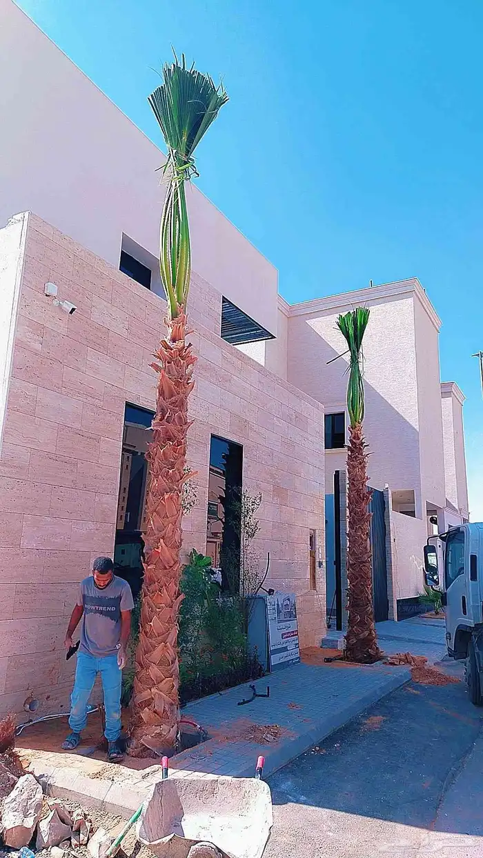 نخل واشنطن نخيل واشنطني 2