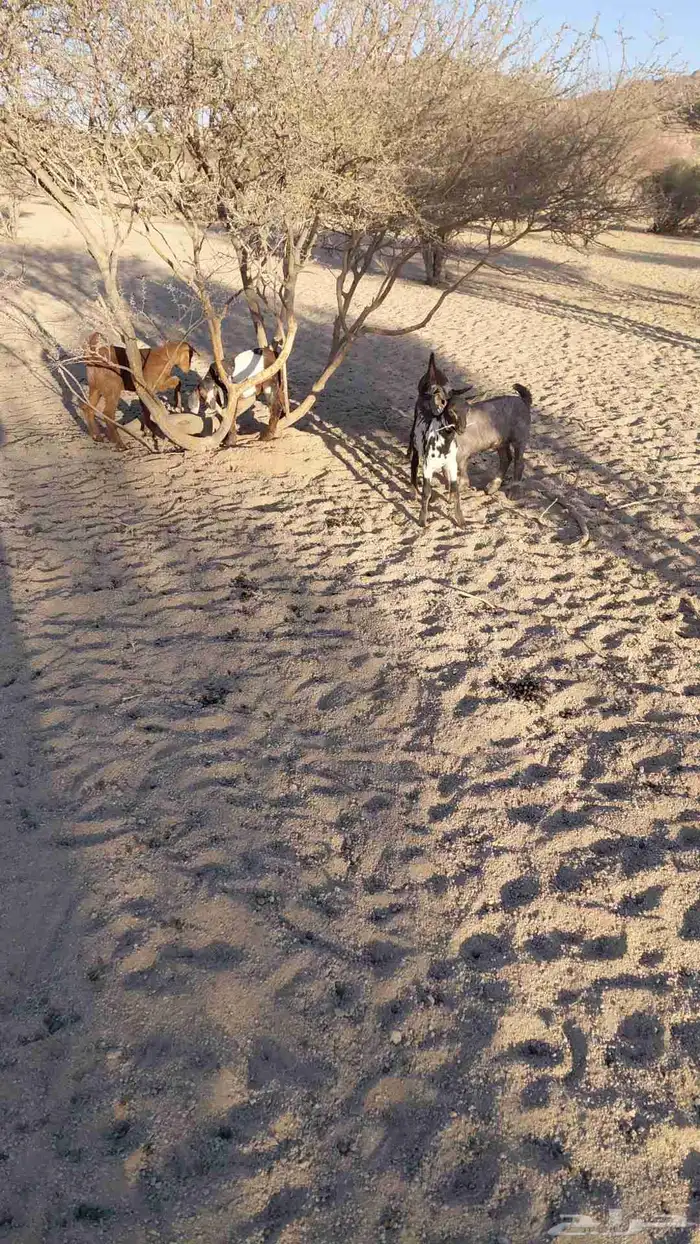 مراح معزا للبيع 4