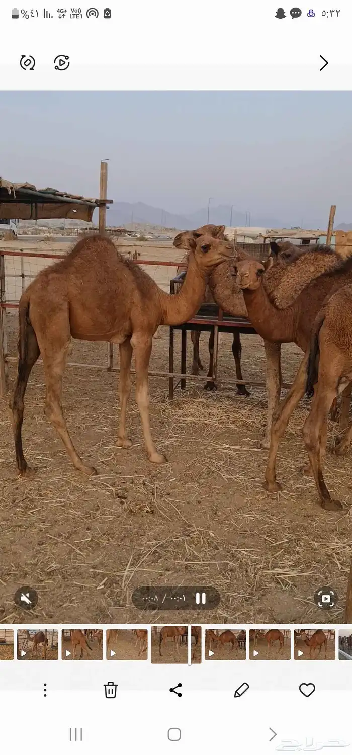 قعود لباني للبيع 1