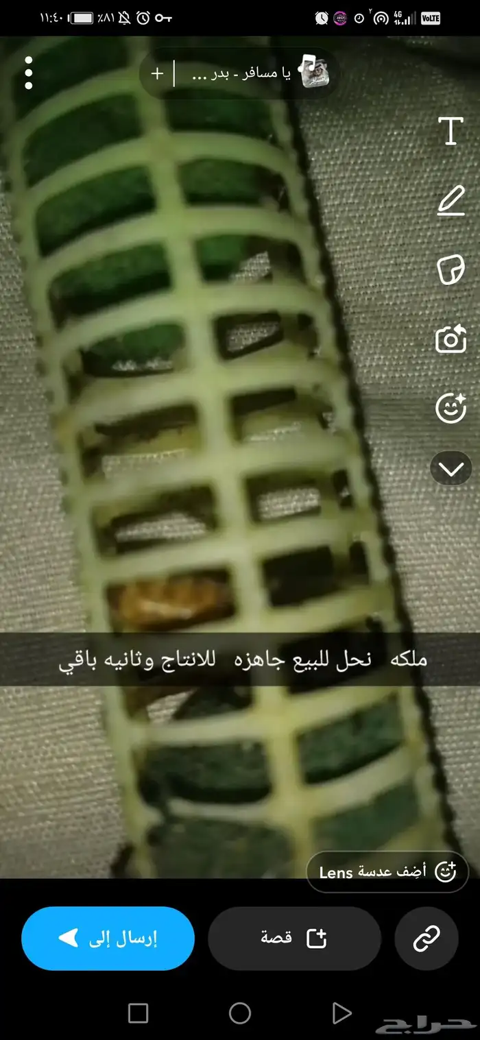 ملكه نحل للبيع جاهزه للانتاج علي سوم 0