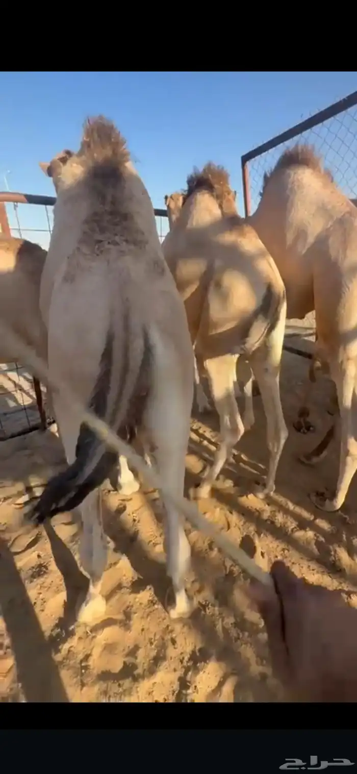 قعدان فل الفل للبيع 0