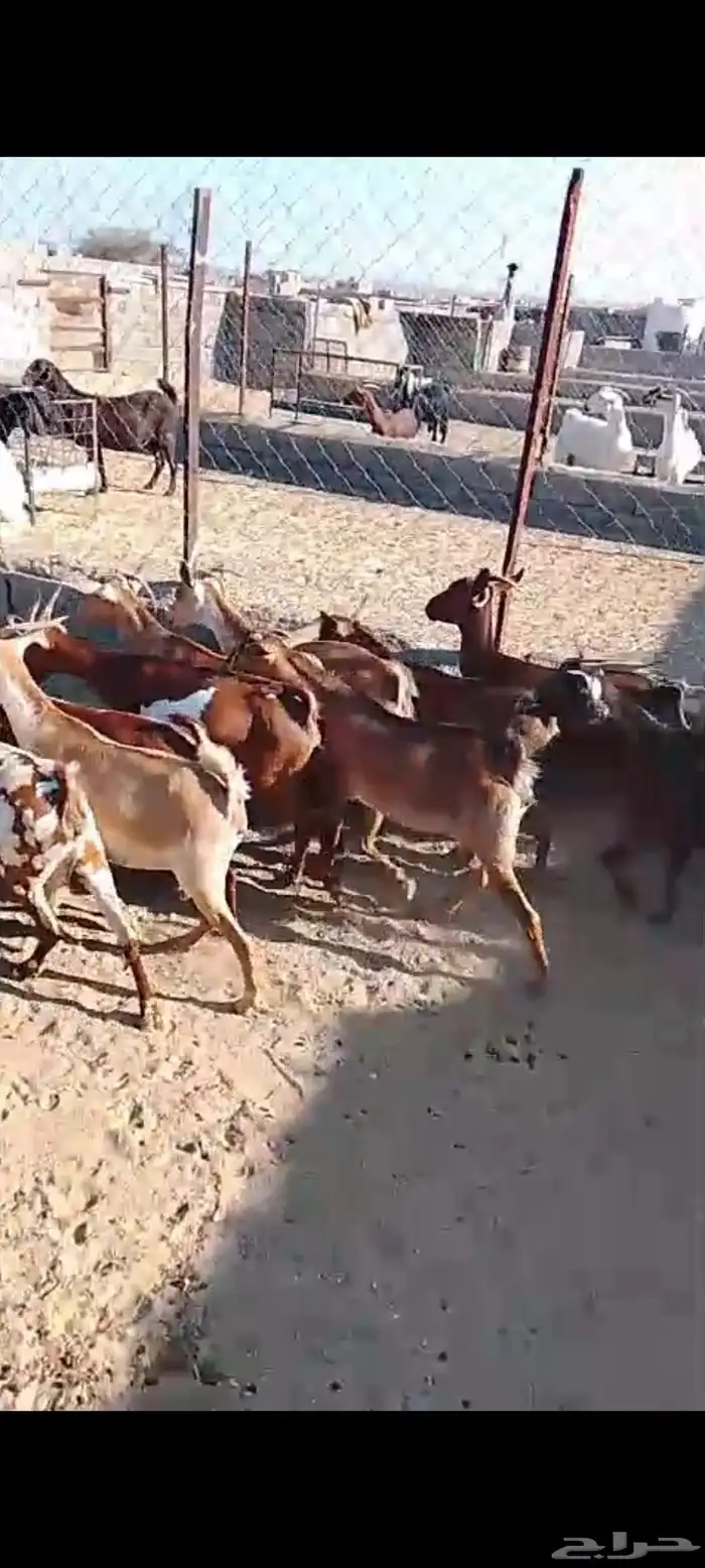 للبيع 10معز دهم حص دفيع مقرب ولاده شرط 14