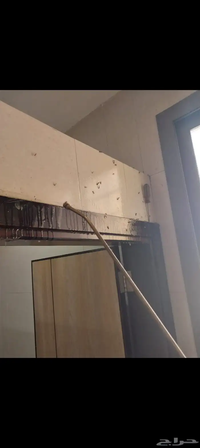 رش حشرات بجده 2