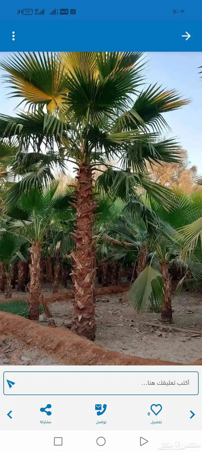 نخل واشنطن نخيل واشنطني 4