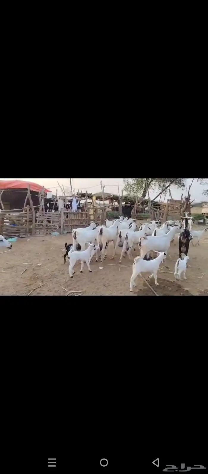 غنم معزات بيشيات اصل مولدات العدد عشرين وتبع عشرين 0