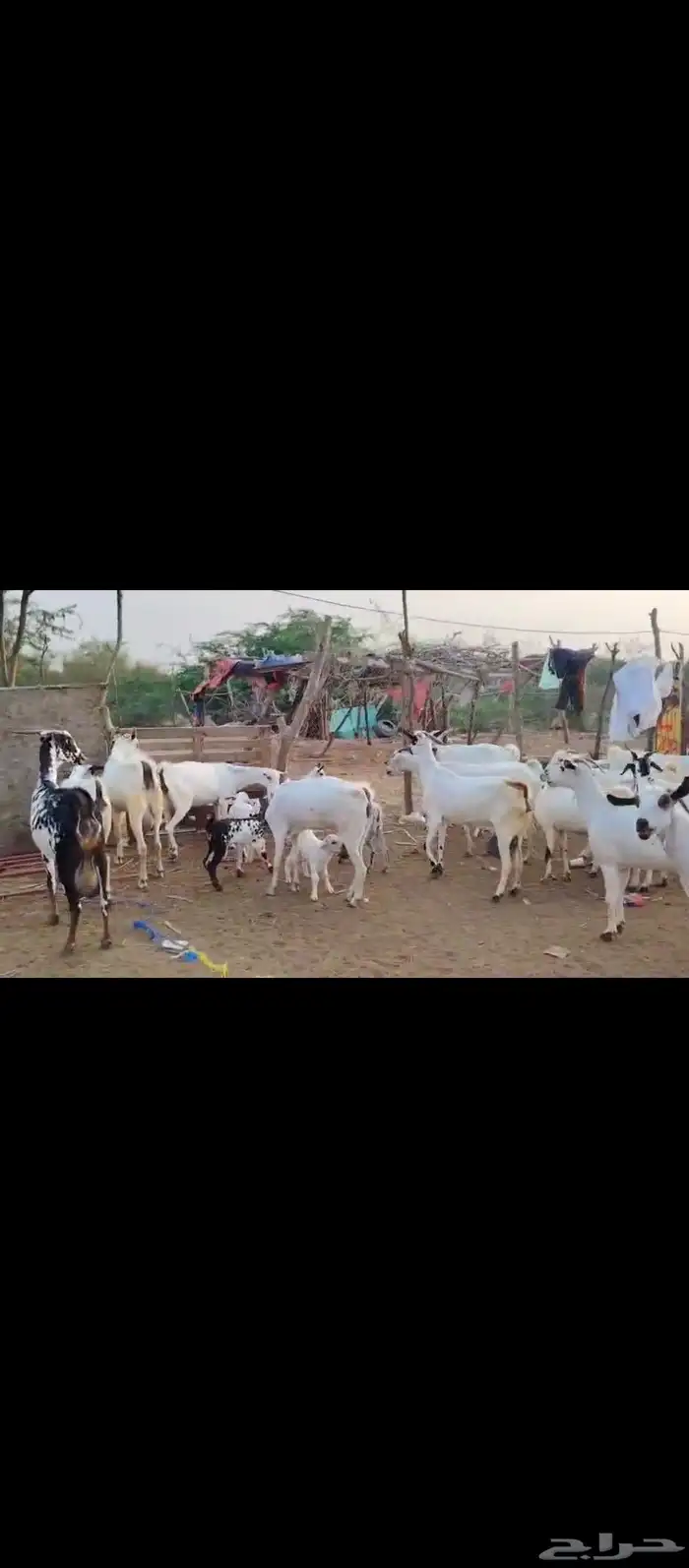 غنم معزات بيشيات اصل مولدات العدد عشرين وتبع عشرين 2