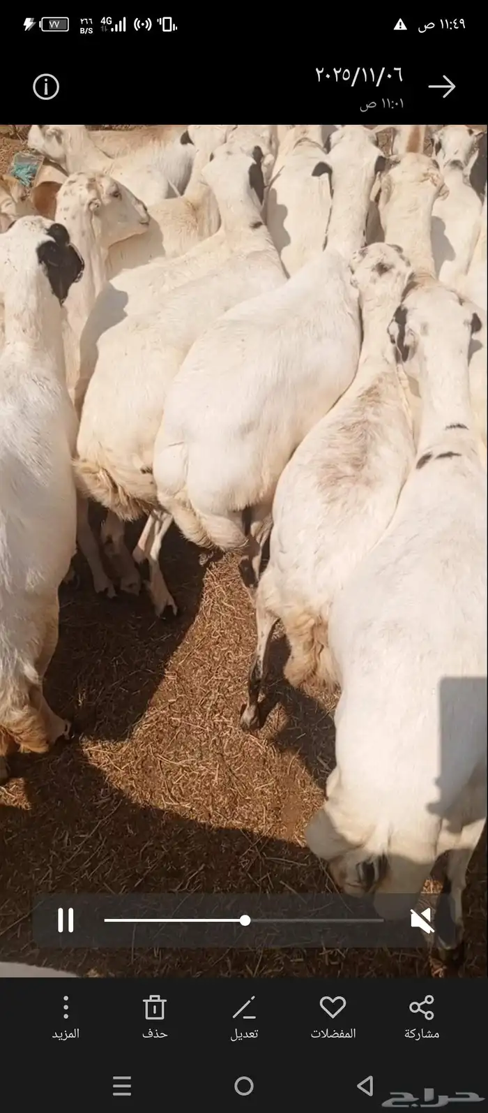 ضان رفد بلدي دفيع على شرط العدد 50 سنه جدا ثني ربع سديس 0