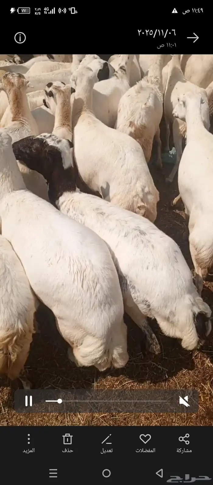 ضان رفد بلدي دفيع على شرط العدد 50 سنه جدا ثني ربع سديس 1