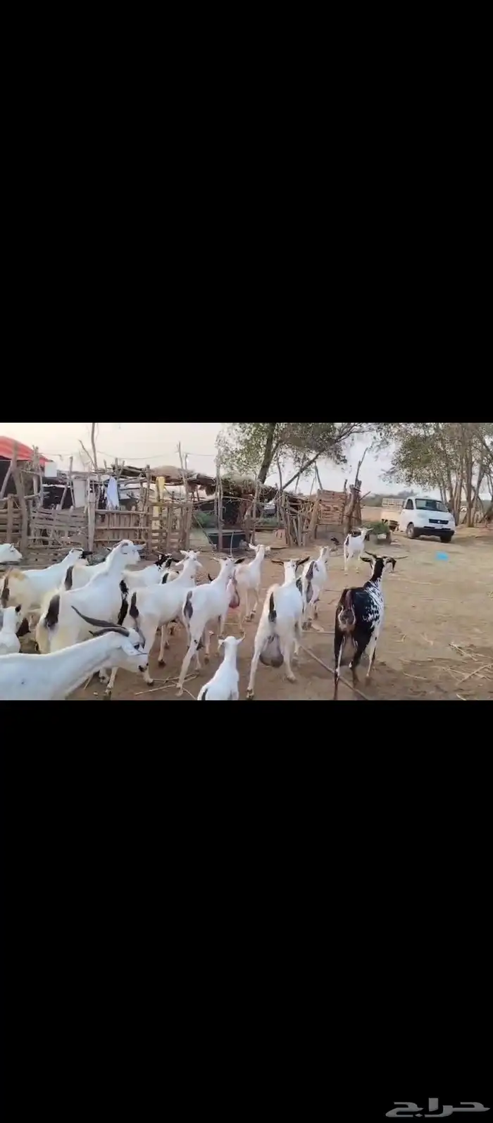 غنم معزات بيشيات اصل مولدات العدد عشرين وتبع عشرين 1