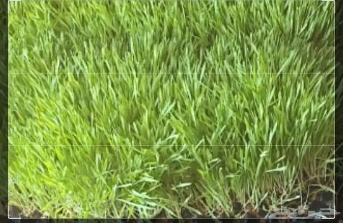 شعير مستنبيت 1