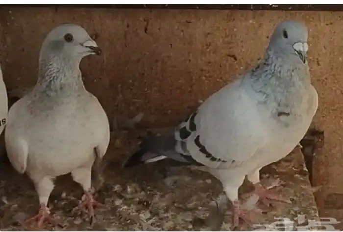 جوز زواجل فواتح 3