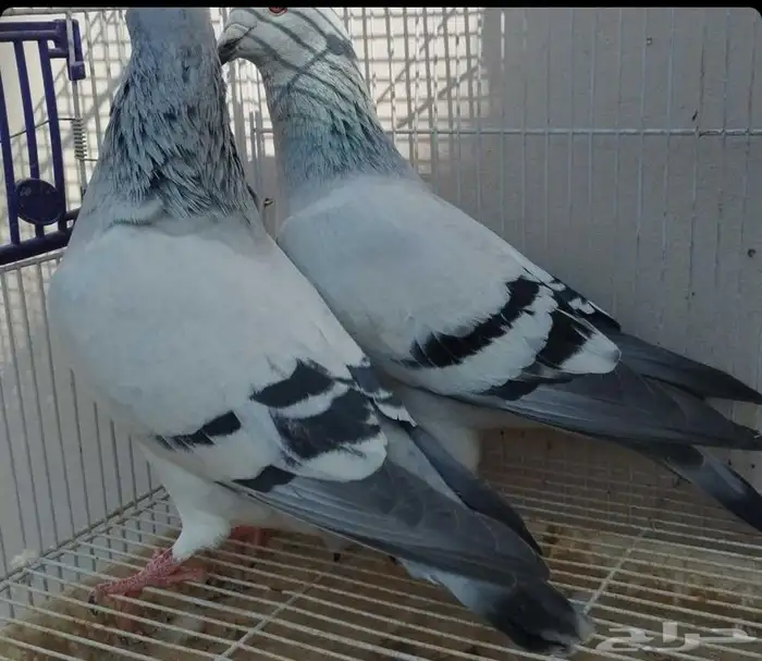 جوز زواجل فواتح 2