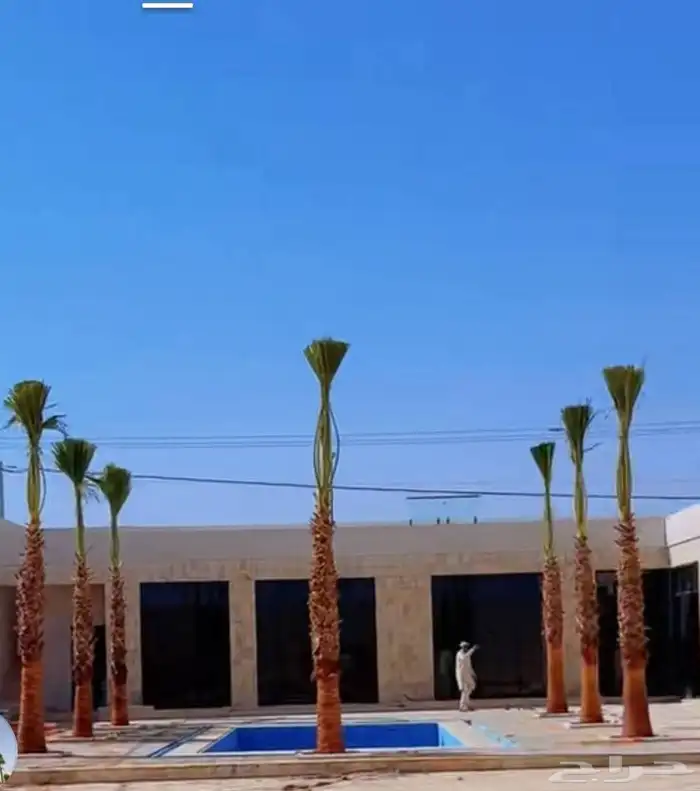 نخبل.واشنطنيا.للبيع 4