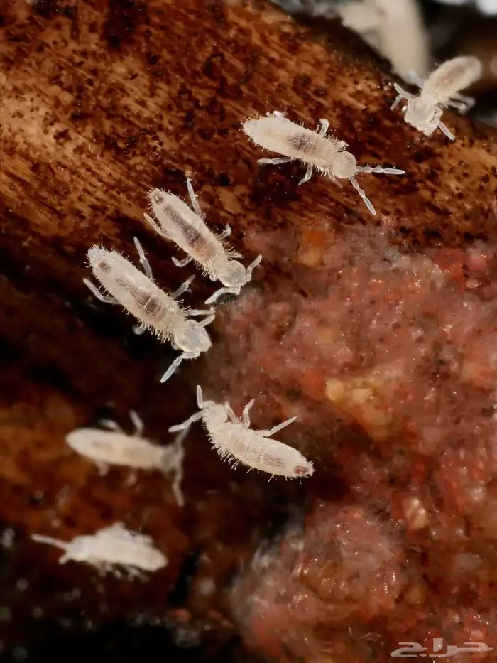 حشرات تنظيف التيراريوم tropical white springtails 0