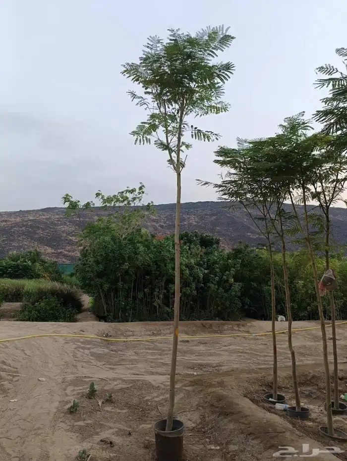 مشتل الجموم الجميع انواع اشجار با الجملة للزراعة 0