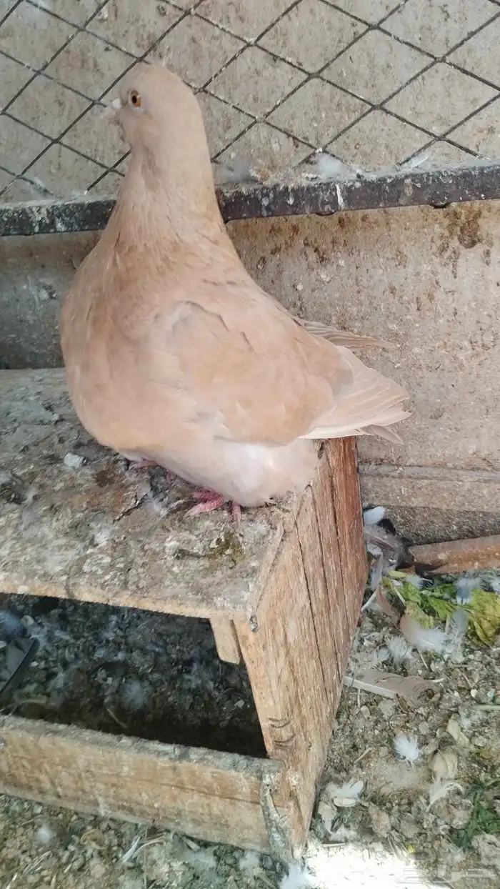 حبه فرش اصفر 0