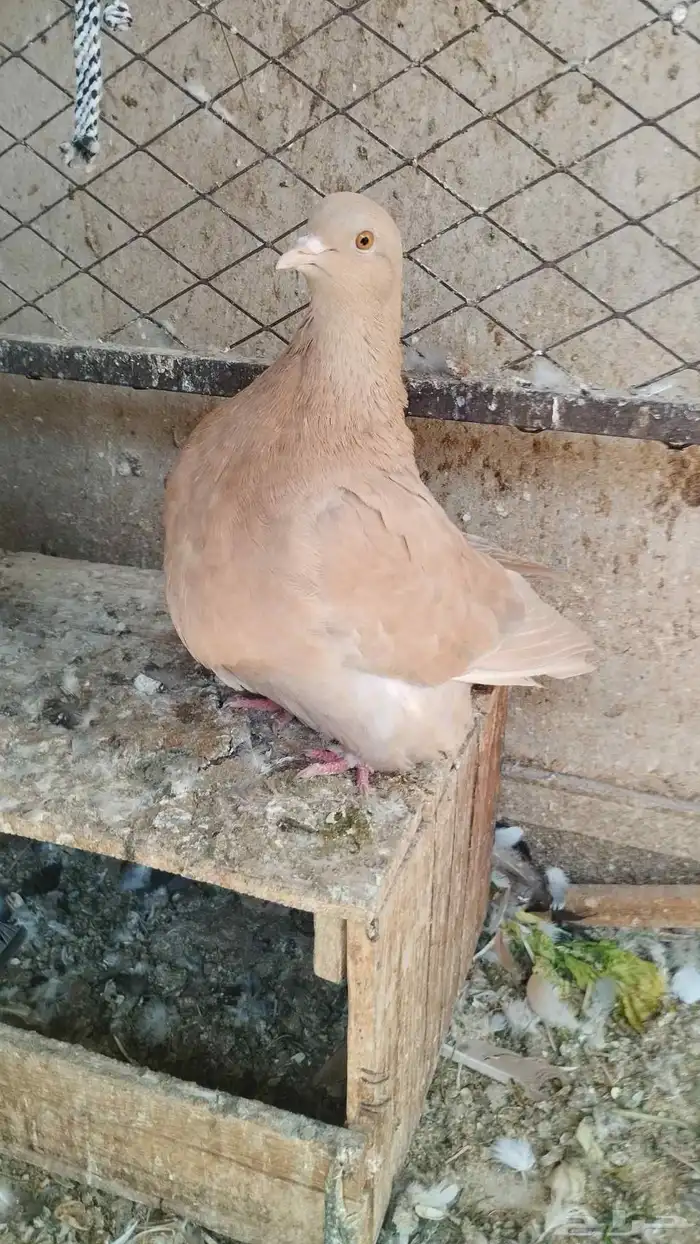 حبه فرش اصفر 3