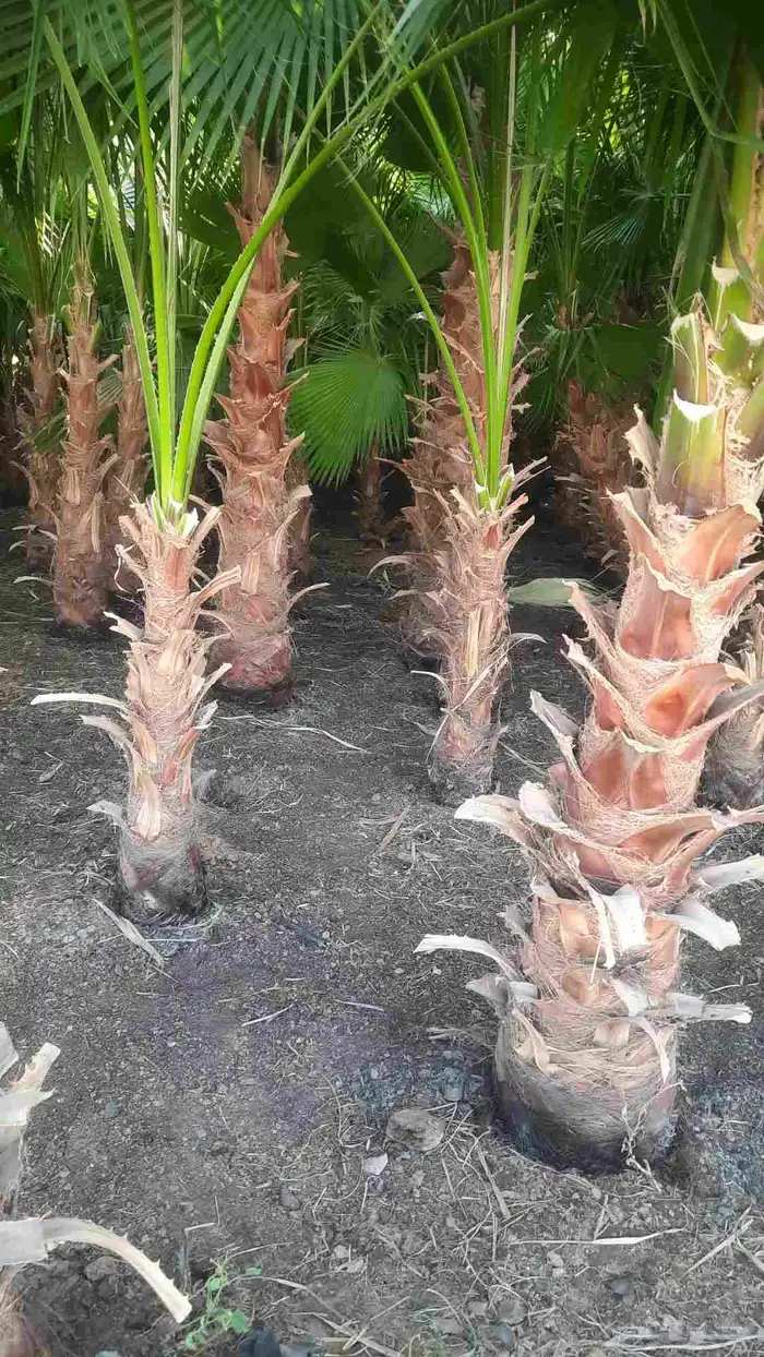 نخيل واشنطني أمريكي زينه 3