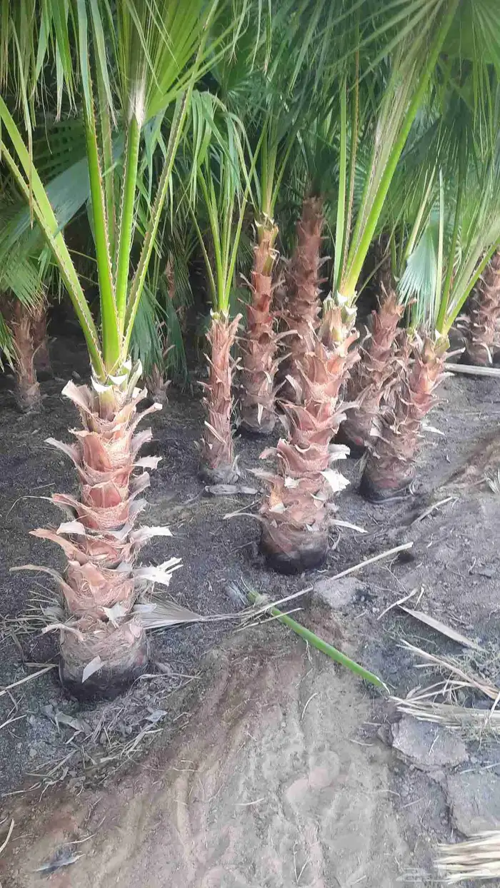 نخيل واشنطني أمريكي زينه 2