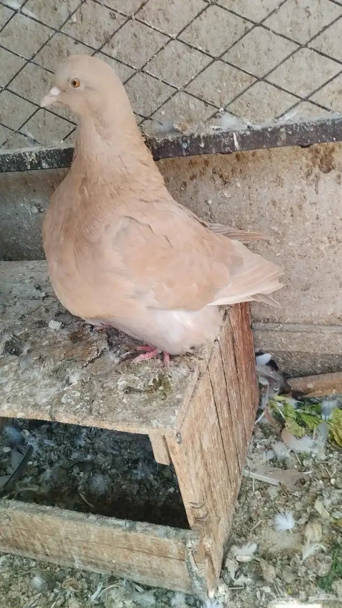 حبه فرش اصفر 1