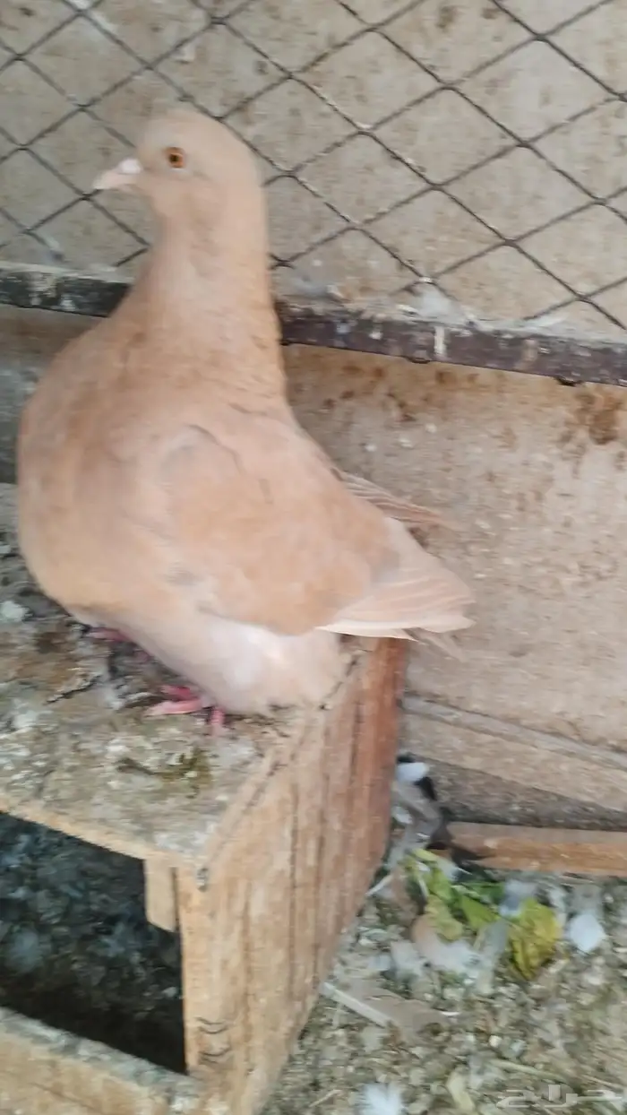 حبه فرش اصفر 2