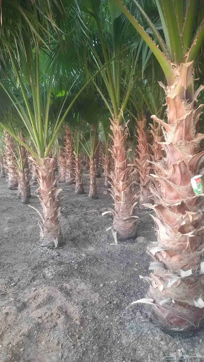 نخيل واشنطني أمريكي زينه 0