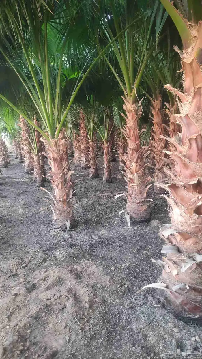 نخيل واشنطني أمريكي زينه 1