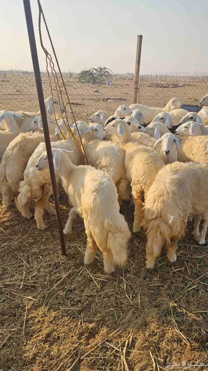 رخال فواخر 3