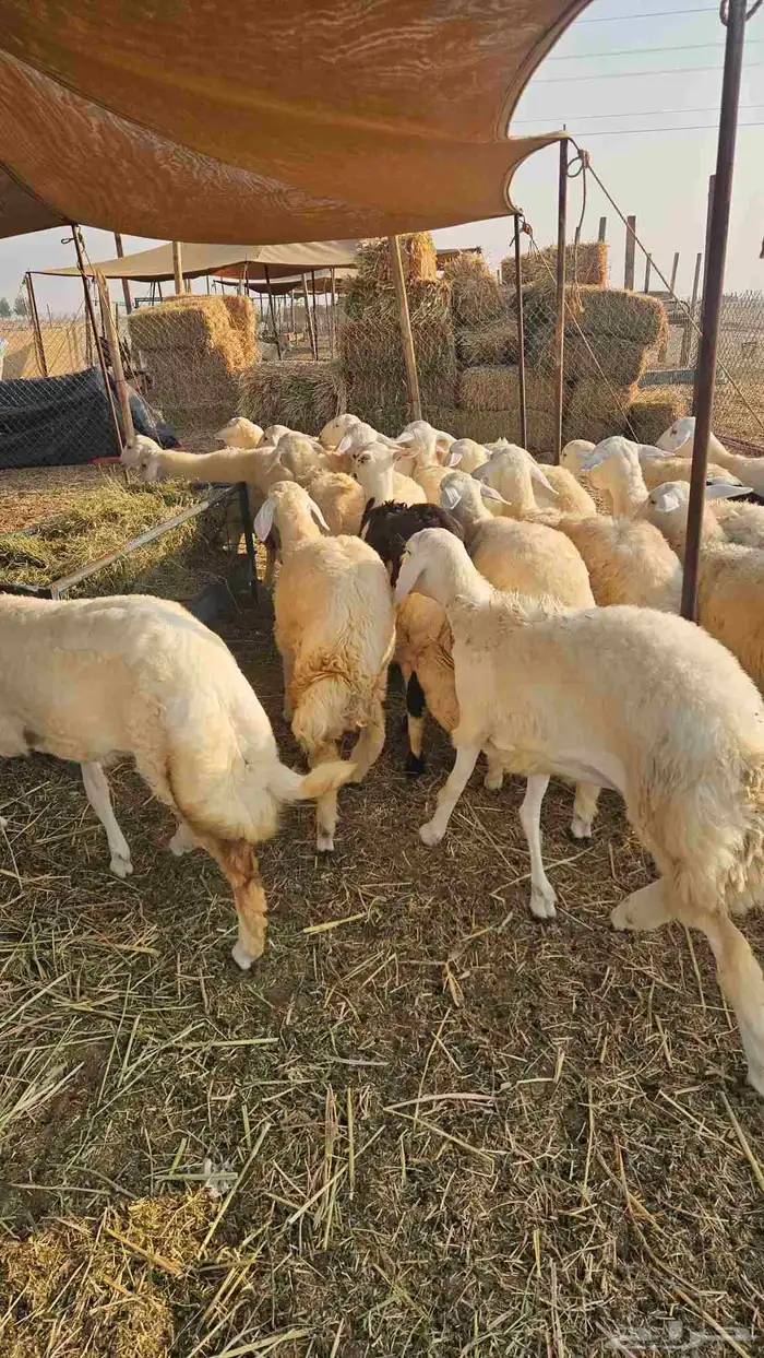 رخال فواخر 0