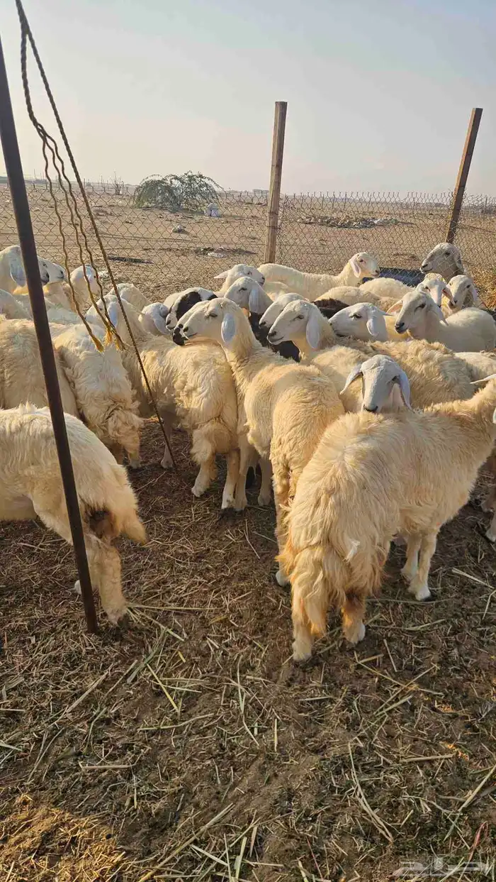 رخال فواخر 2