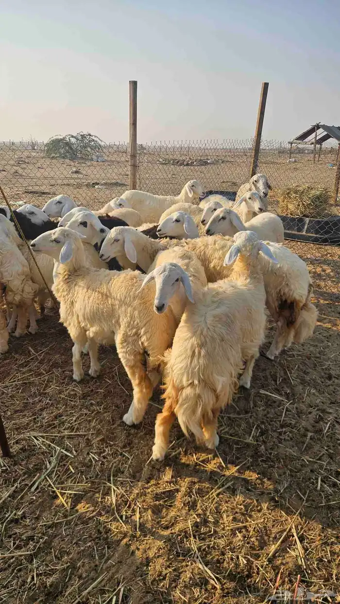 رخال فواخر 1