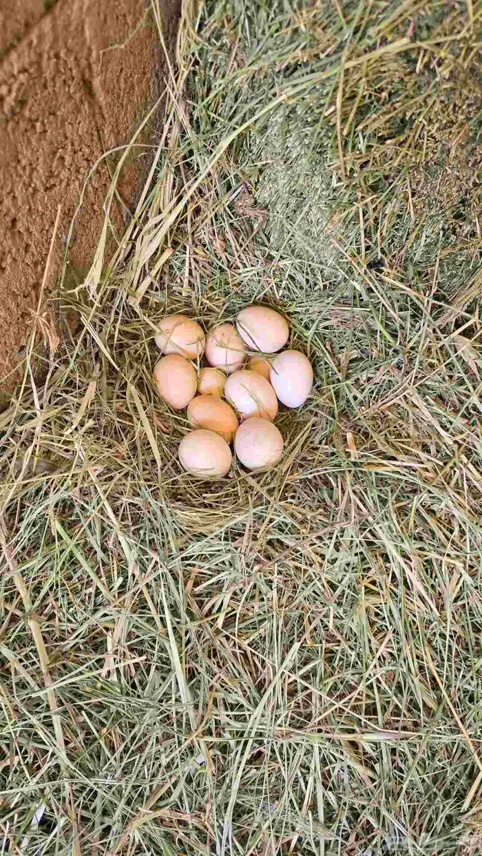 دجاج بياض _ ع 25 حد 3