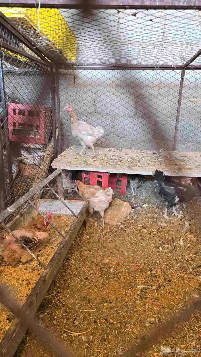 دجاج بياض _ ع 25 حد 0