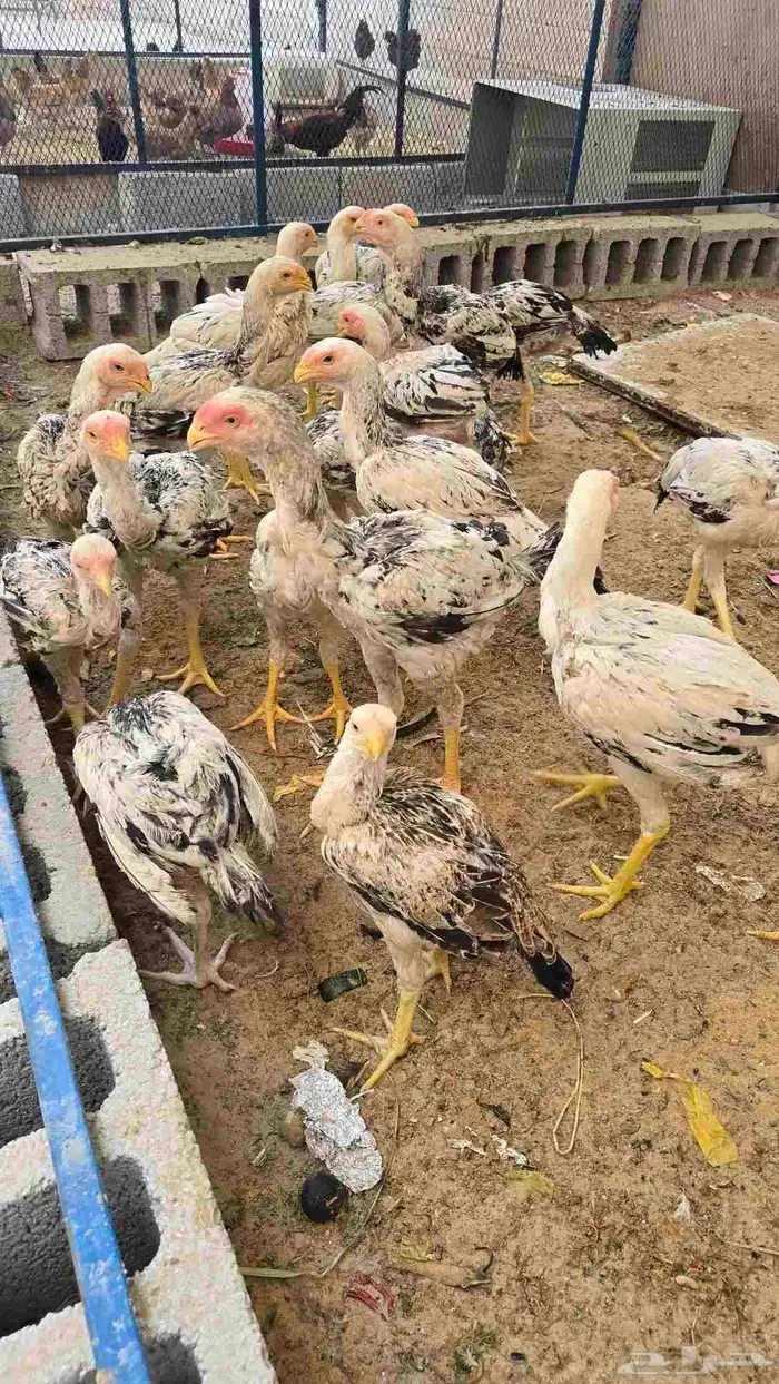 دجاج وديوك فارسي (حجازي) بيور فواخر 1