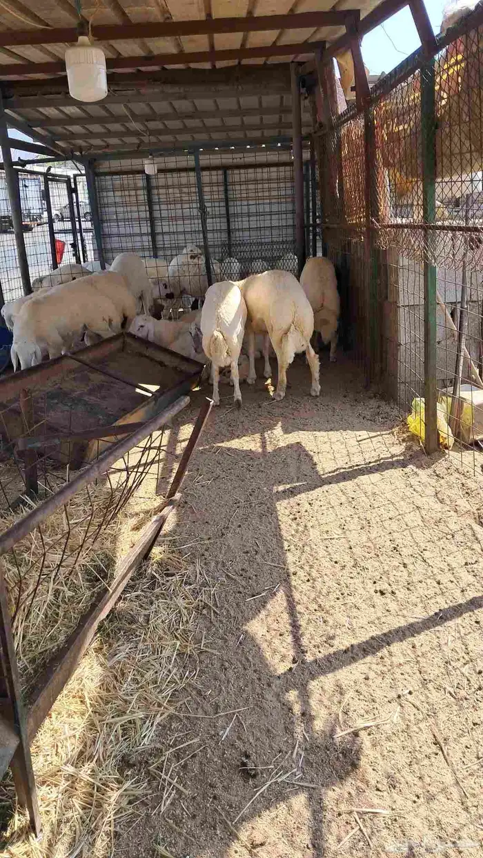 للبيع ذبايح نضاف وشحم تبدا من 1000- 1800 3