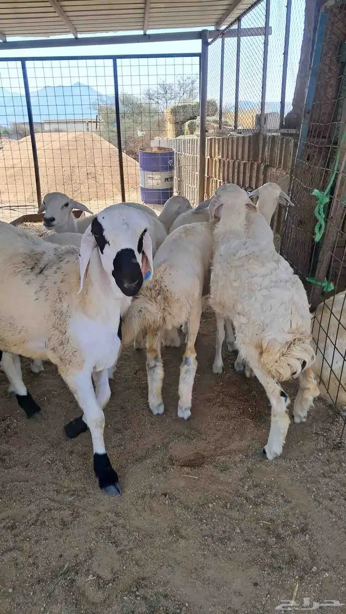 للبيع ذبايح نضاف وشحم تبدا من 1000- 1800 4