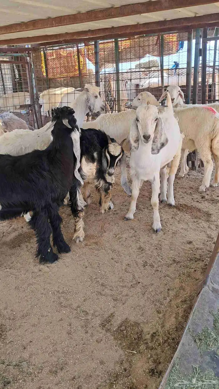 للبيع ذبايح نضاف وشحم تبدا من 1000- 1800 5