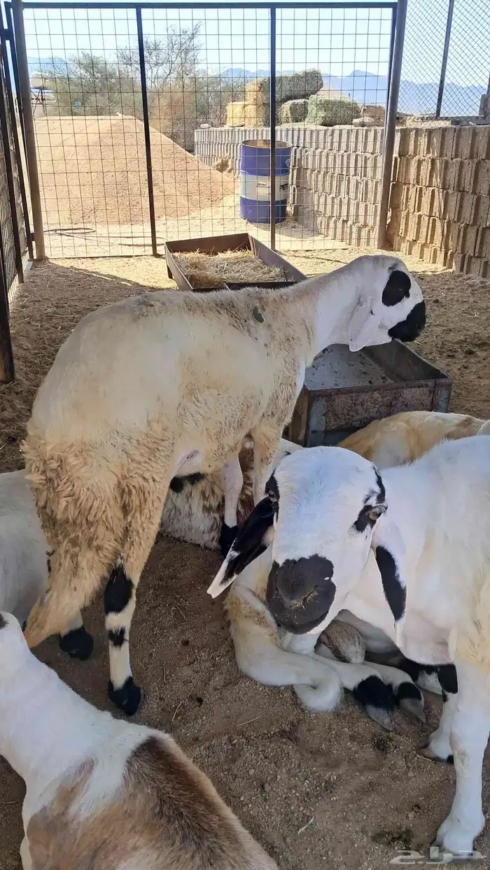 للبيع ذبايح نضاف وشحم تبدا من 1000- 1800 6