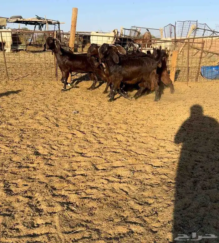 جذعات قبرصيات نوادر((( تم البيع ))) 1