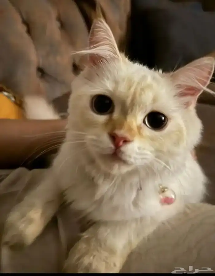 قطط للتبني جميلين مع أغراضهم 0