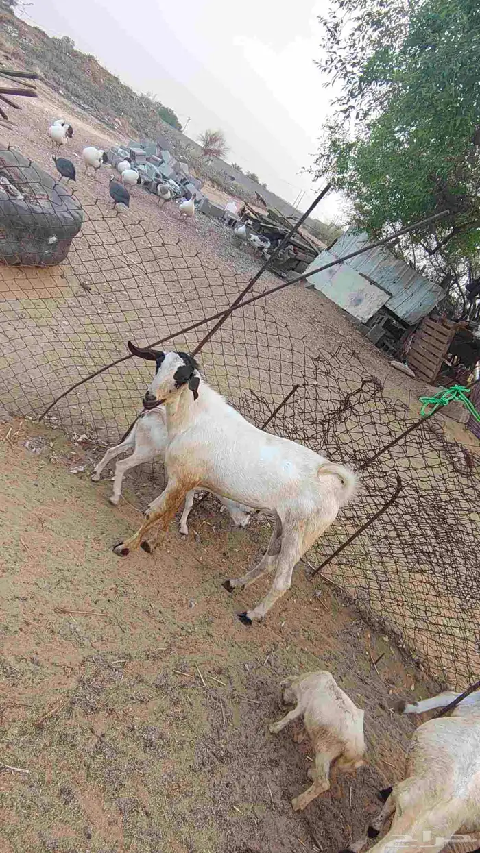 احد المسارحه 1