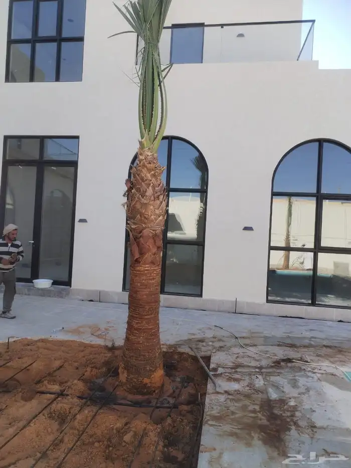 نخل زينه واشنطني أمريكي نخيل زينه 7