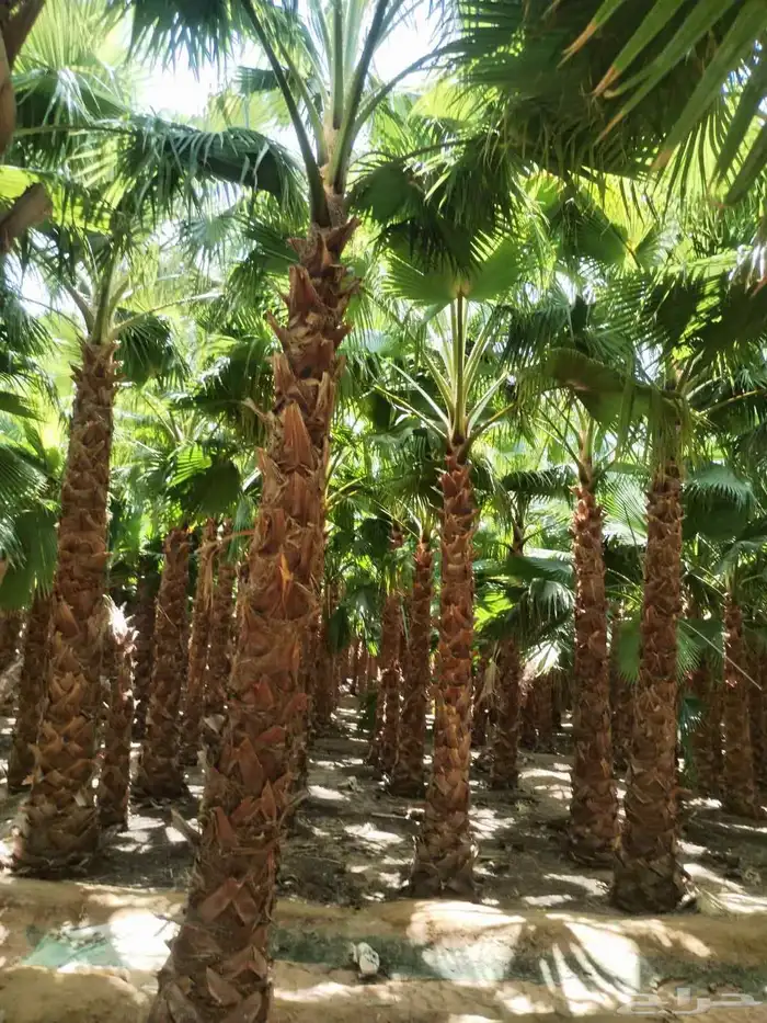 نخل زينه واشنطني أمريكي نخيل زينه 3