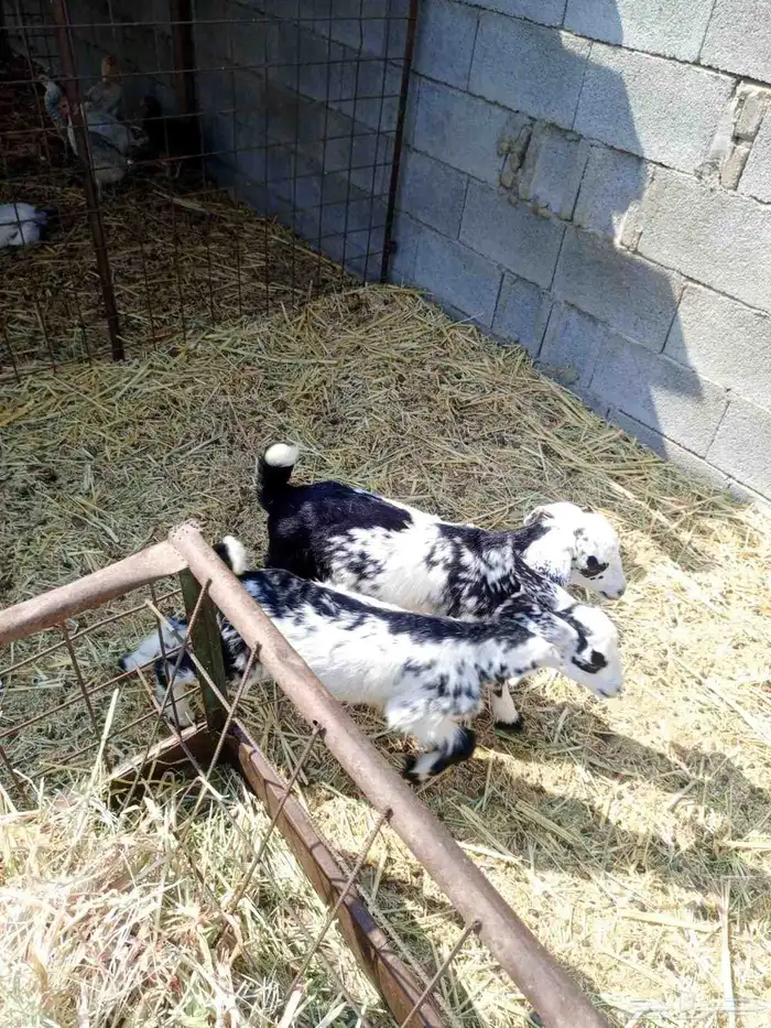 عنز بيشية متاومه 6