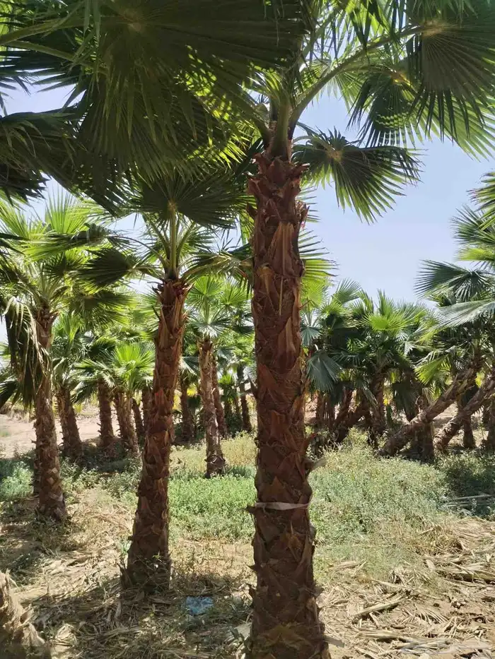 نخل زينه واشنطني أمريكي نخيل زينه 0