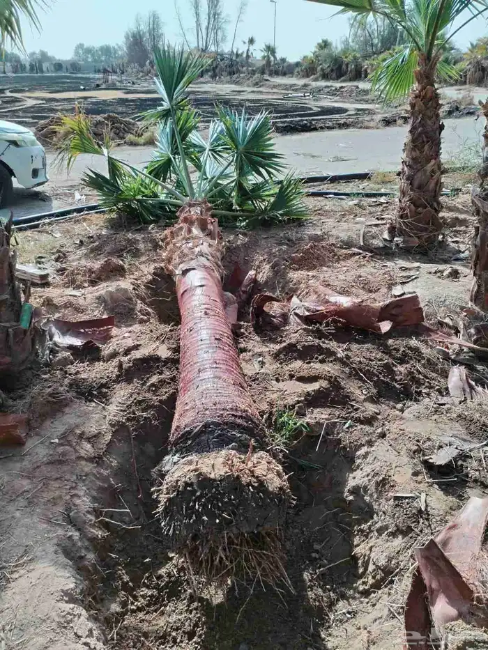 نخل زينه واشنطني أمريكي نخيل زينه 4