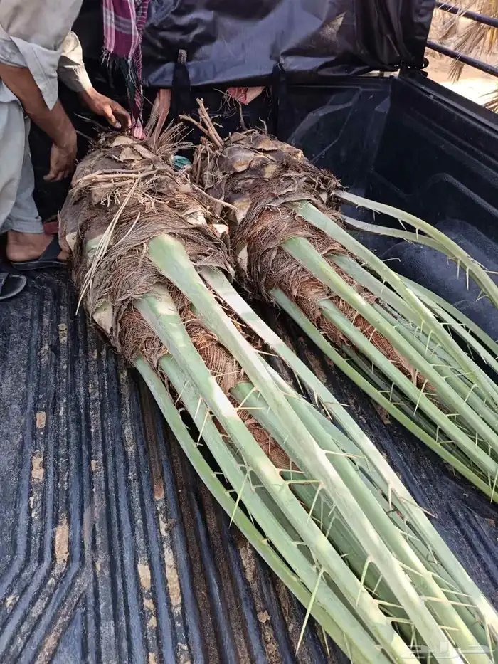 نخل للبيع مثمر نخل منتج 7